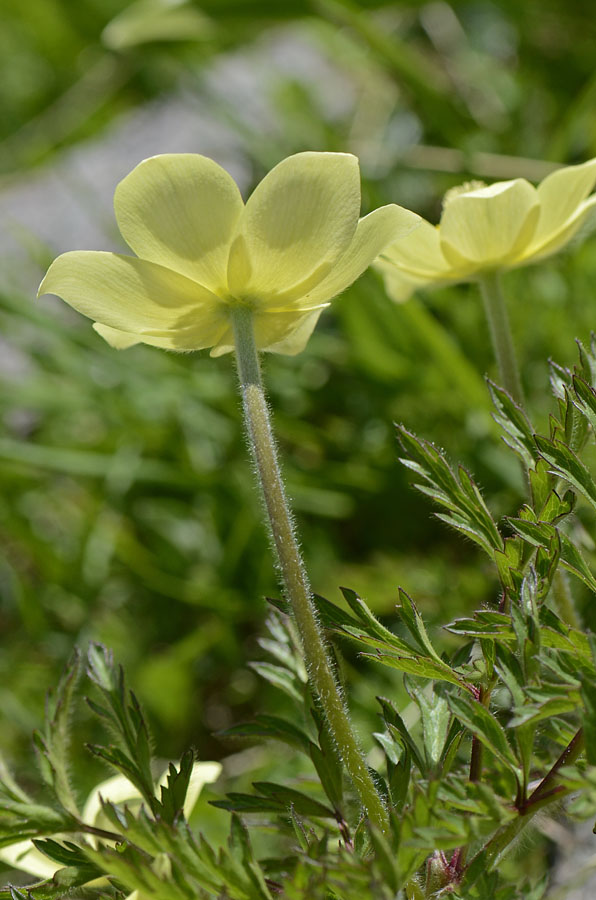 Pulsatilla alpina subsp. apifolia